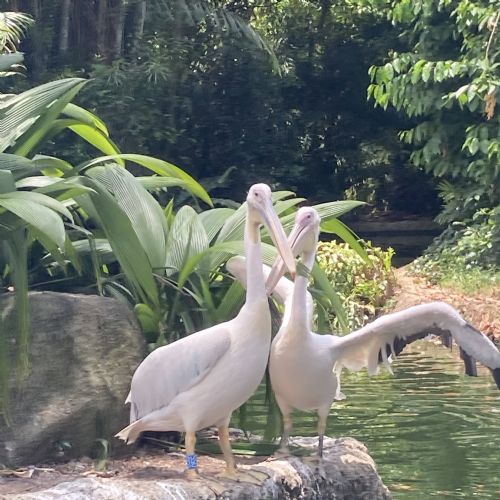 Day5SingaporeZoo27.3.2412)