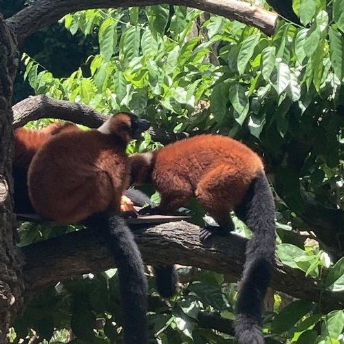 Day5SingaporeZoo27.3.2417)